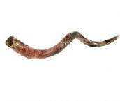 Yemenite Shofar (Medium) from Holy Land Gifts