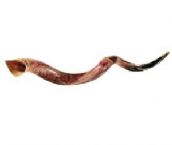 Yemenite Shofar (Jumbo) from Holy Land Gifts